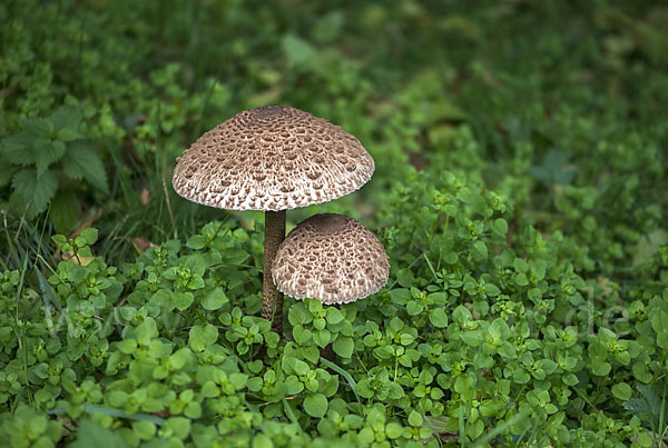 Parasol (Macrolepiota procera)