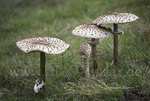 Parasol (Macrolepiota procera)