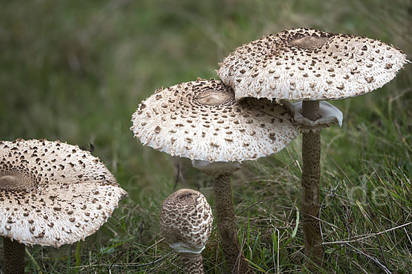 Parasol (Macrolepiota procera)