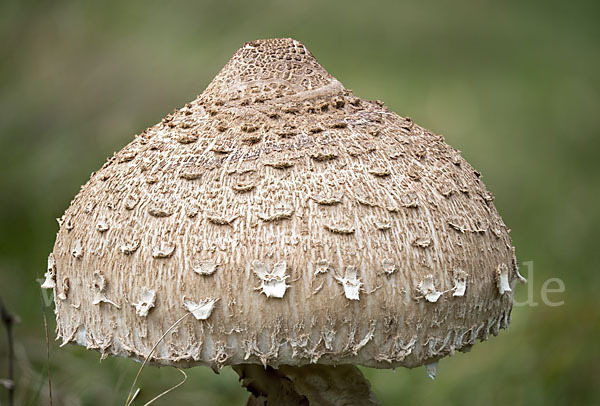 Parasol (Macrolepiota procera)