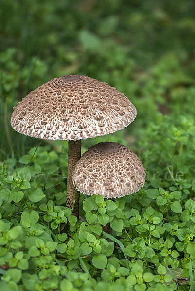 Parasol (Macrolepiota procera)