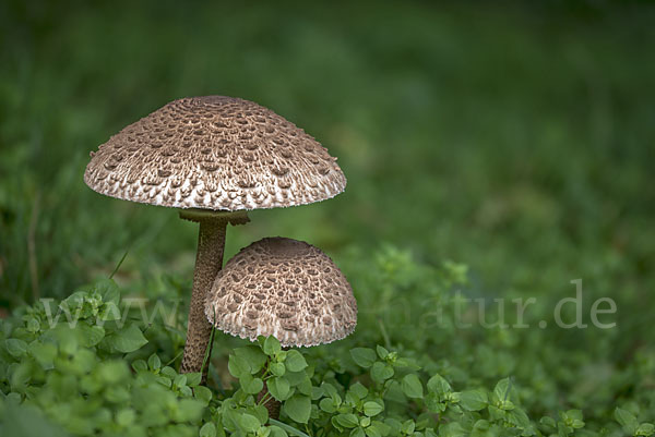 Parasol (Macrolepiota procera)