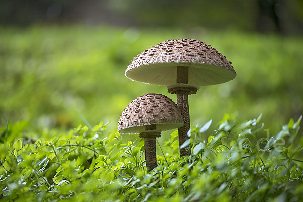 Parasol (Macrolepiota procera)