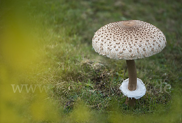 Parasol (Macrolepiota procera)