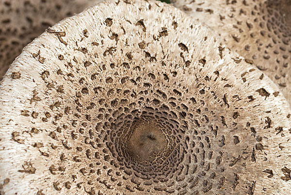 Parasol (Macrolepiota procera)