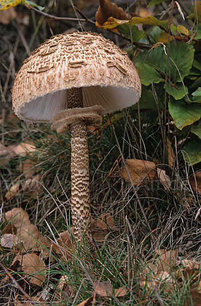 Parasol (Macrolepiota procera)