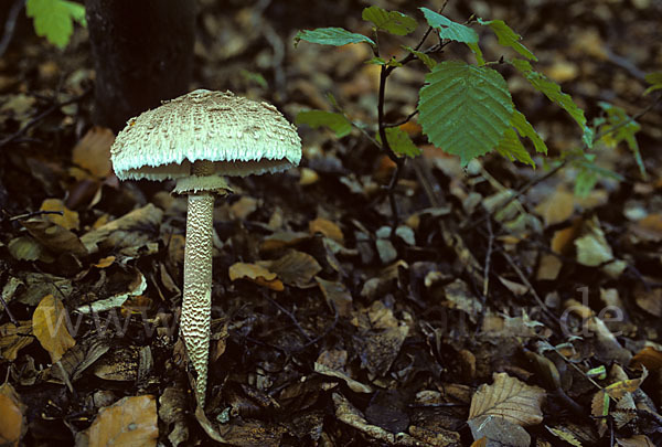 Parasol (Macrolepiota procera)