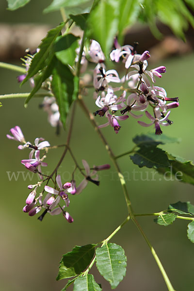 Paternosterbaum (Melia azedarach)