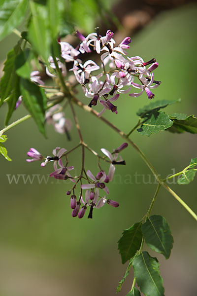 Paternosterbaum (Melia azedarach)