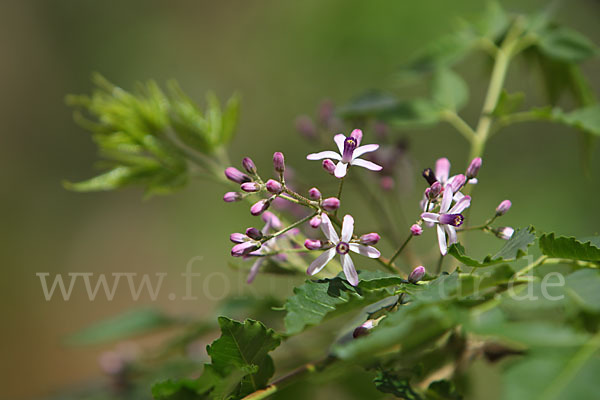 Paternosterbaum (Melia azedarach)