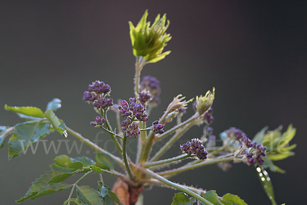 Paternosterbaum (Melia azedarach)