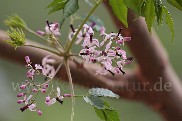 Paternosterbaum (Melia azedarach)