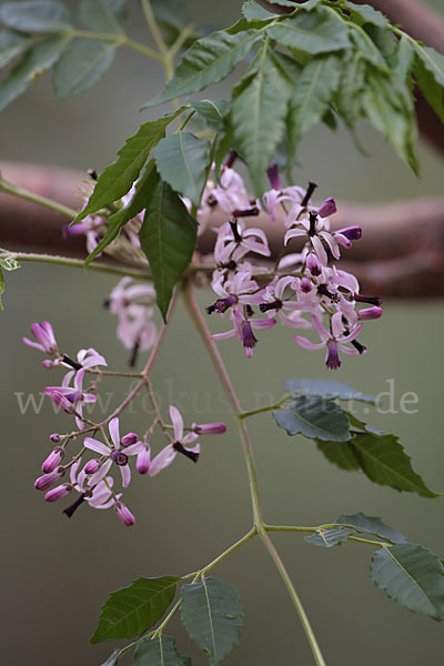 Paternosterbaum (Melia azedarach)