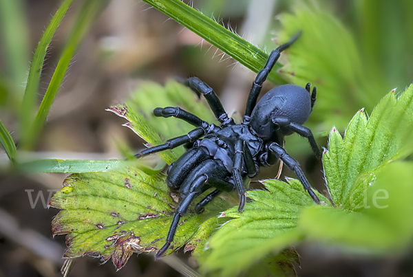 Pechschwarze Tapezierspinne (Atypus piceus)