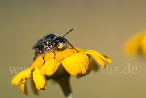 Pelzbiene (Anthophora spec.)