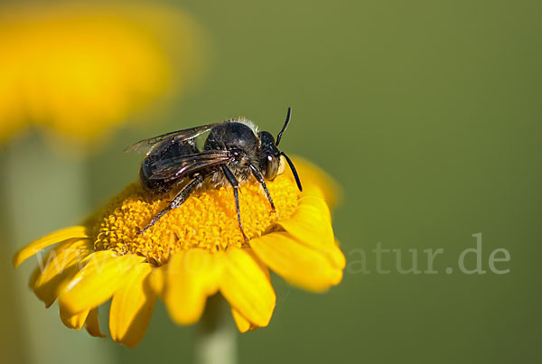 Pelzbiene (Anthophora spec.)