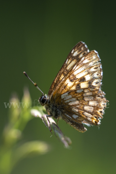 Perlbinde (Hamearis lucina)