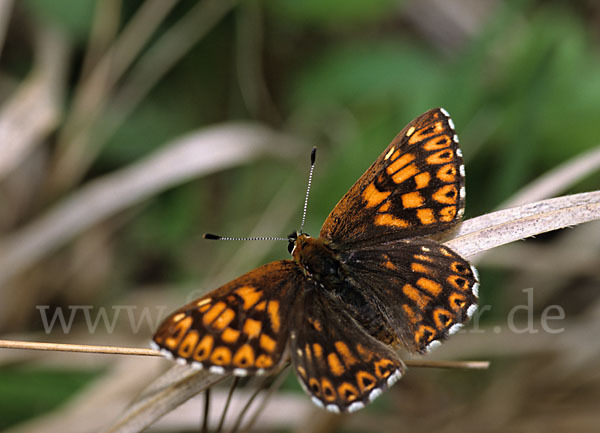 Perlbinde (Hamearis lucina)