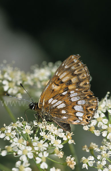 Perlbinde (Hamearis lucina)