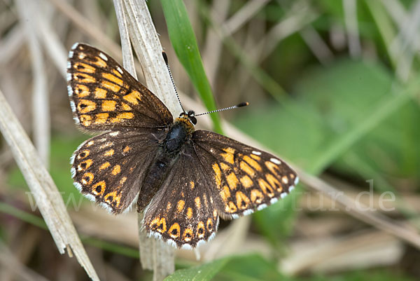 Perlbinde (Hamearis lucina)