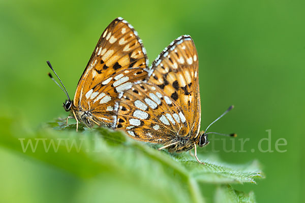 Perlbinde (Hamearis lucina)