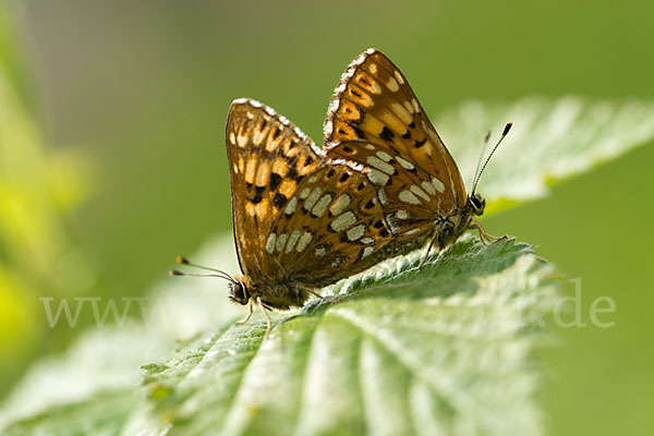 Perlbinde (Hamearis lucina)