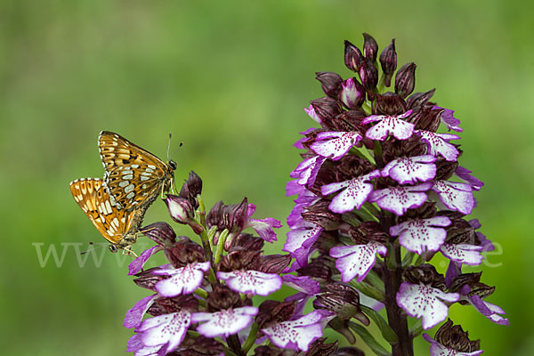 Perlbinde (Hamearis lucina)