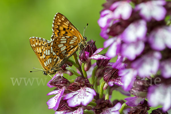 Perlbinde (Hamearis lucina)