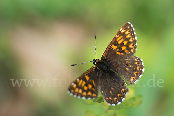 Perlbinde (Hamearis lucina)