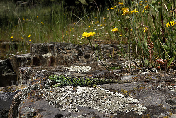 Perleidechse (Timon lepidus)