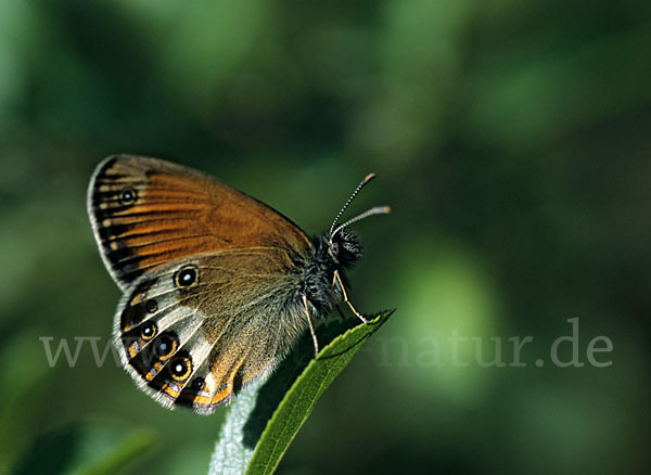 Perlgrasfalter (Coenonympha arcania)