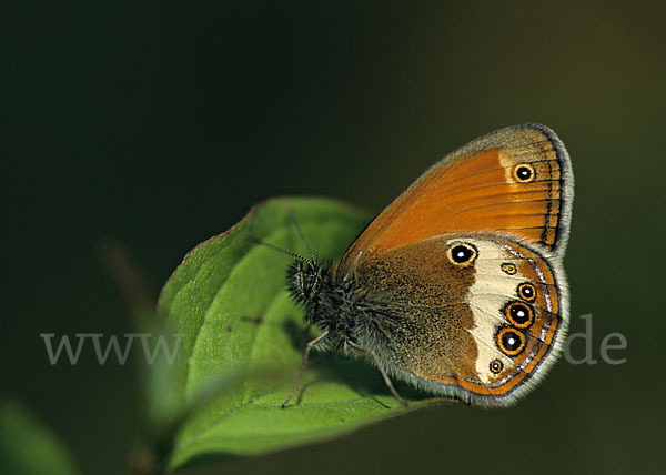 Perlgrasfalter (Coenonympha arcania)