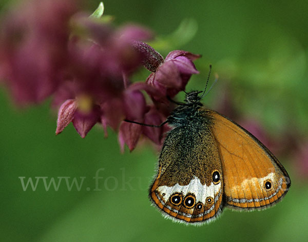 Perlgrasfalter (Coenonympha arcania)