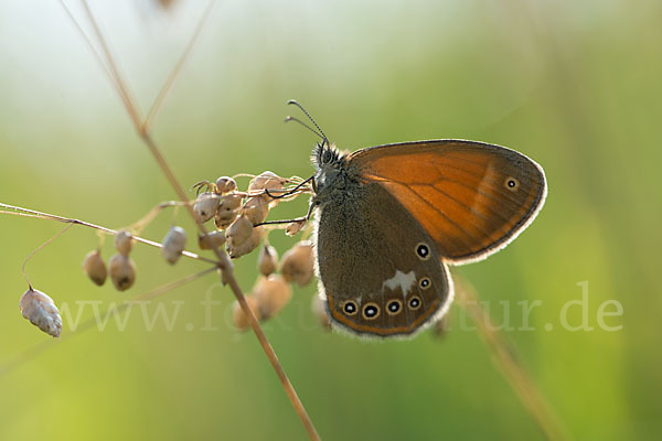 Perlgrasfalter (Coenonympha arcania)