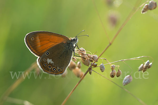 Perlgrasfalter (Coenonympha arcania)