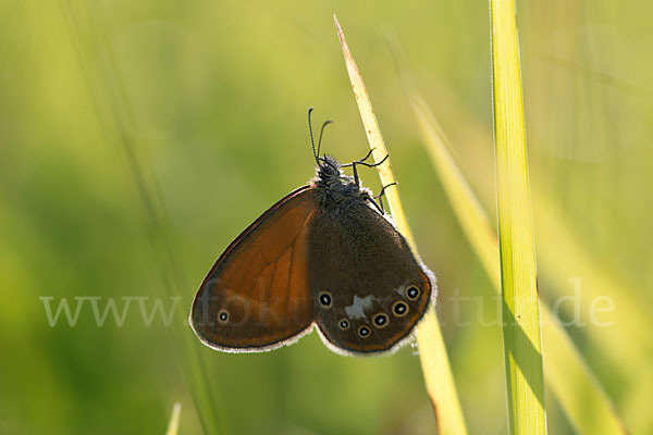 Perlgrasfalter (Coenonympha arcania)