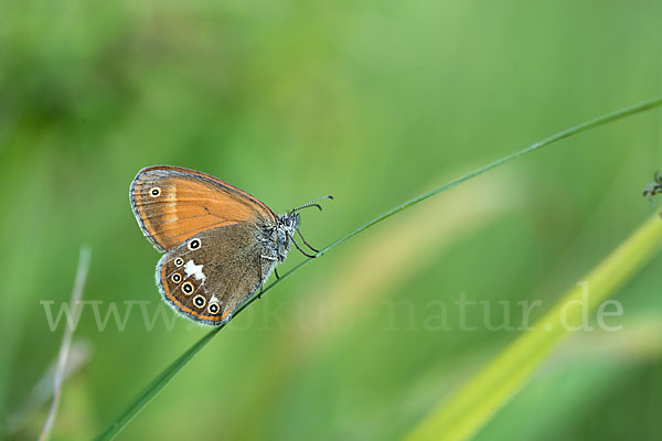 Perlgrasfalter (Coenonympha arcania)