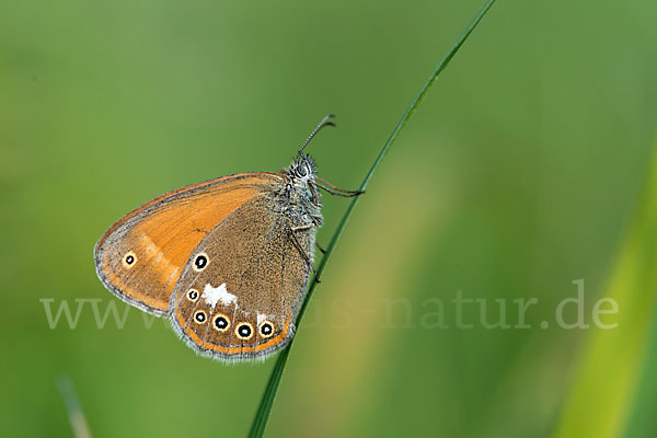 Perlgrasfalter (Coenonympha arcania)