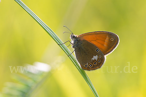 Perlgrasfalter (Coenonympha arcania)