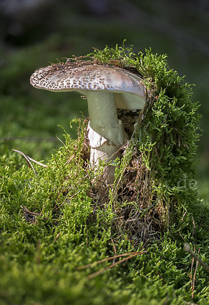 Perlpilz (Amanita rubescens)