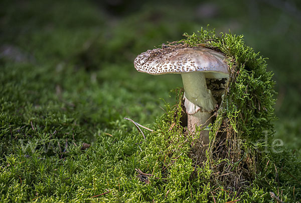 Perlpilz (Amanita rubescens)