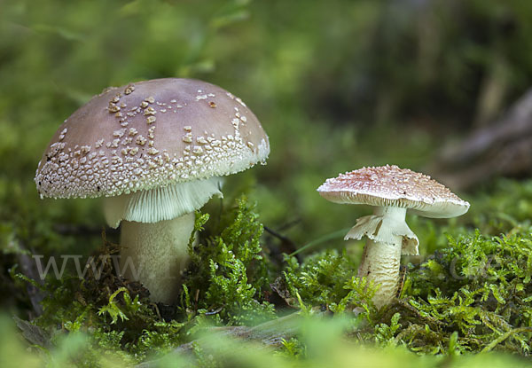 Perlpilz (Amanita rubescens)