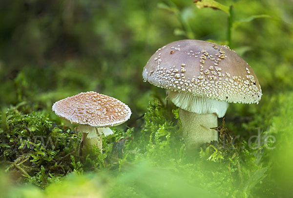 Perlpilz (Amanita rubescens)