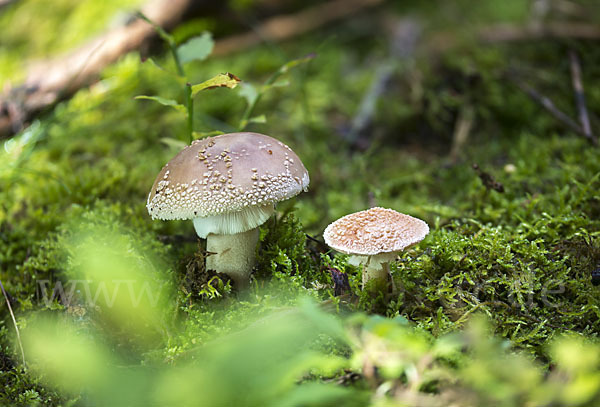 Perlpilz (Amanita rubescens)