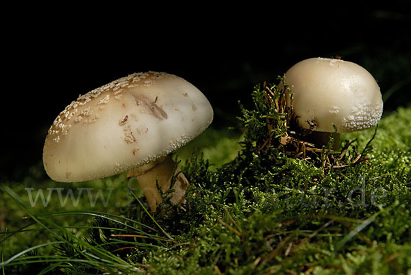 Perlpilz (Amanita rubescens)