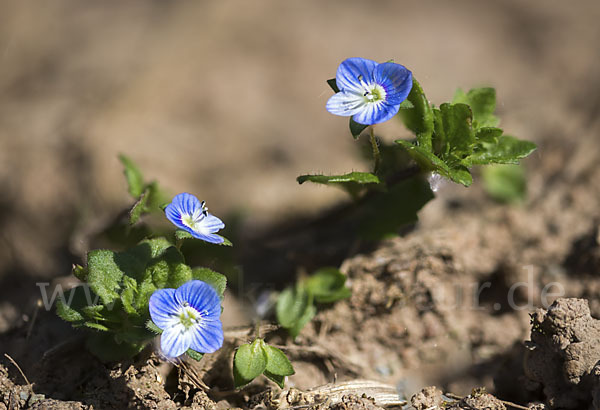 Persischer Ehrenpreis (Veronica persica)