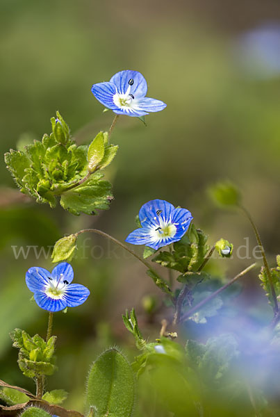 Persischer Ehrenpreis (Veronica persica)