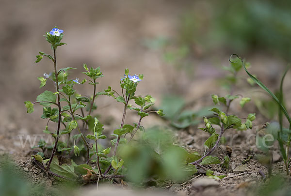 Persischer Ehrenpreis (Veronica persica)