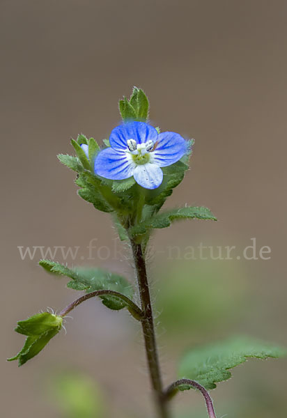 Persischer Ehrenpreis (Veronica persica)