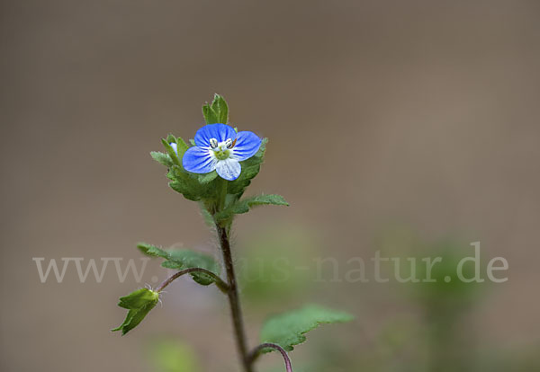 Persischer Ehrenpreis (Veronica persica)